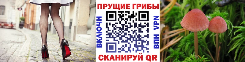 Псилоцибиновые грибы Cubensis Кудрово